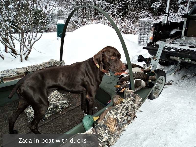 Photo Gallery Gun Dog Kennels